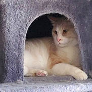 Cowboy is registered to the contest to win money with this photo: animal, cat, cat_condo, cave, cozy, cute, domestic, feline, fur, house_pet, indoor, mammal, paw, pet, pink_nose, relaxed, resting, sleepy, soft_texture, whiskers
