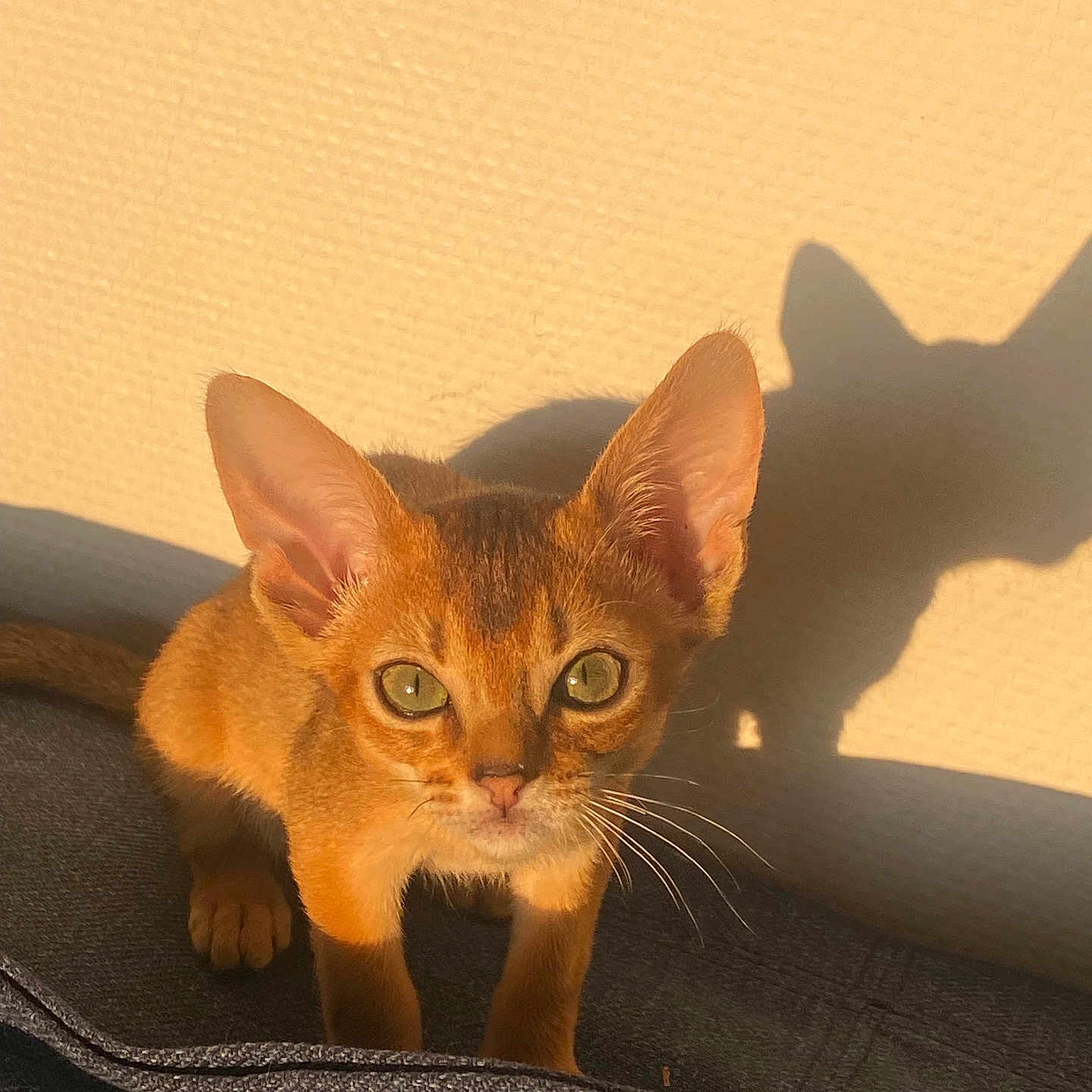 Alpha a rejoint le concours — aidez-le/la à gagner de superbes lots ! animal, cat, close_up, curious, ears, fabric, feline, green_eyes, indoor, kitten, looking, pet, portrait, shadow, small, sunlight, texture, wall, whiskers, young
