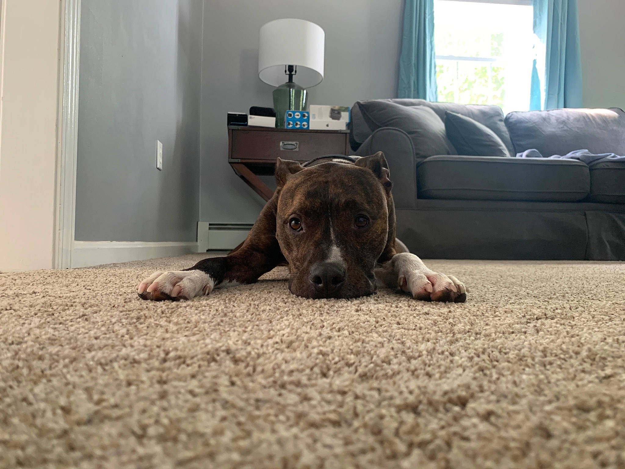 Lincoln is registered to the contest to win money with this photo: canidae, carnivore, companion_dog, dog, dog_breed, fawn, floor, flooring, great_dane, mammal, puppy, room, snout, sporting_group, vertebrate