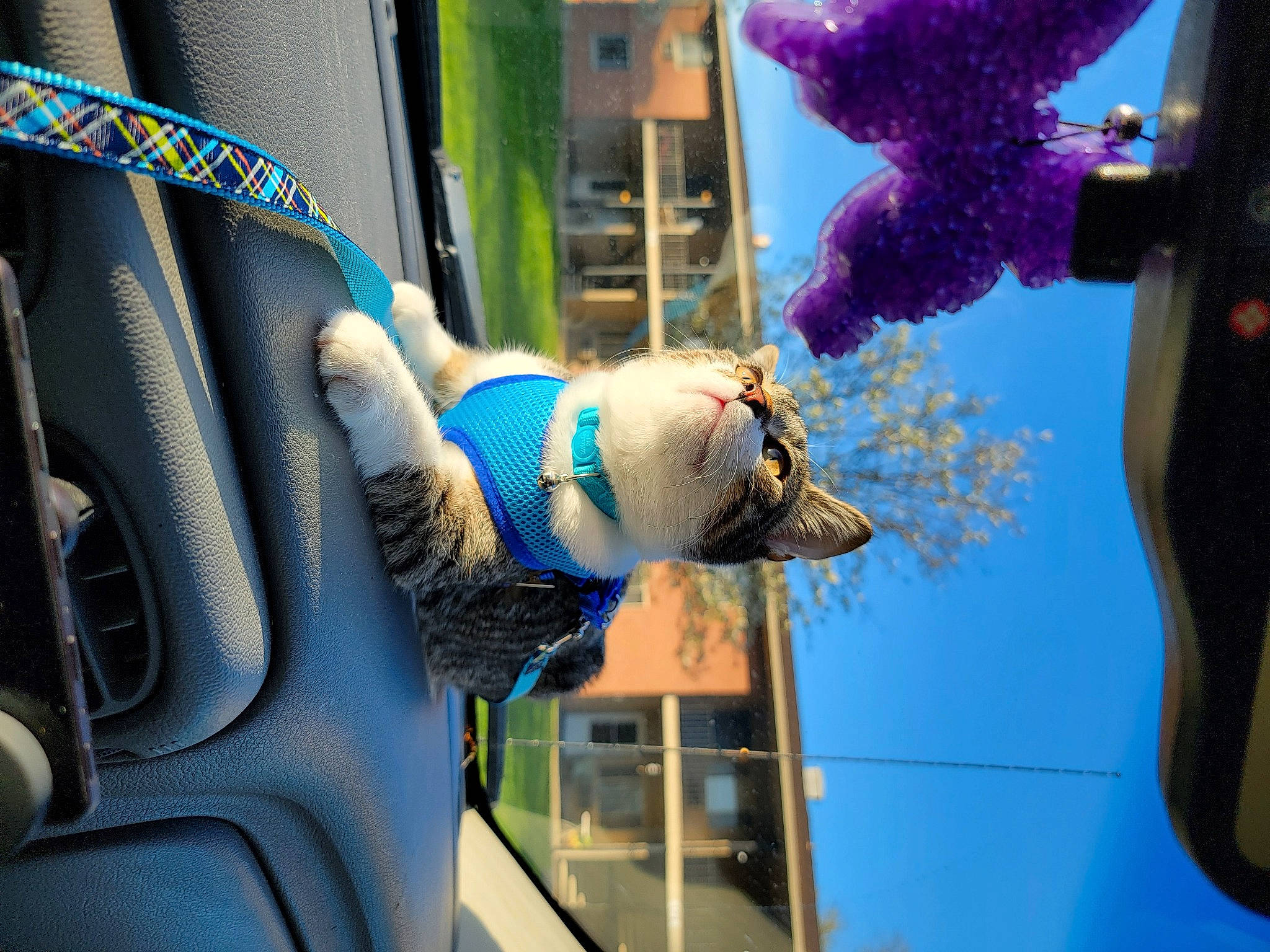 Cayde joined the competition — help win amazing prizes! auto_part, automotive_design, automotive_exterior, azure, blue, car_seat, car_seat_cover, electric_blue, family_car, luxury_vehicle, magenta, motor_vehicle, plant, steering_wheel, stuffed_toy, tree, vehicle, vehicle_door, water