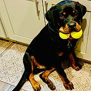 Clyde is registered to the contest to win money with this photo: animal, black_and_tan, cabinet, canine, collar, companion, cute, dog, domestic_animal, floor, floor_tile, indoor, kitchen, looking_up, pet, playing, rottweiler, sitting, tennis_balls, toy