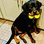 animal, black_and_tan, cabinet, canine, collar, companion, cute, dog, domestic_animal, floor, floor_tile, indoor, kitchen, looking_up, pet, playing, rottweiler, sitting, tennis_balls, toy