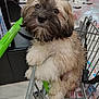 puppy, dog, shopping_cart, pet, fluffy, fur, cute, animal, indoors, grocery_store, leash, curious, small_dog, brown_fur, white_fur, black_fur, face, ears, eyes, nose