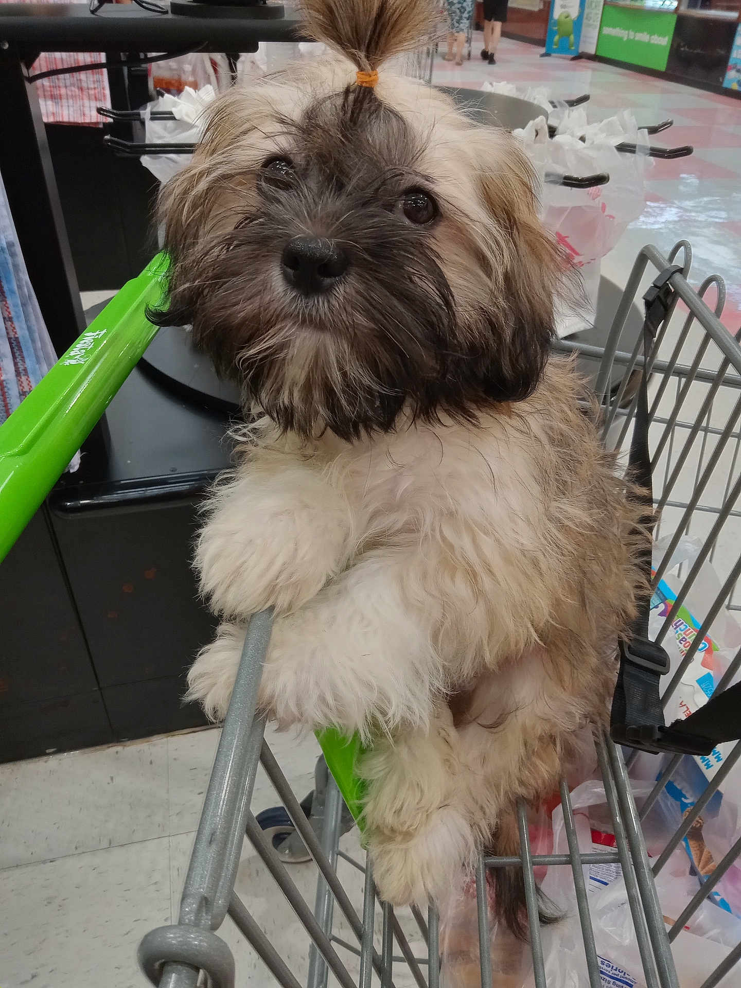 Boogie joined the competition — help win amazing prizes! puppy, dog, shopping_cart, pet, fluffy, fur, cute, animal, indoors, grocery_store, leash, curious, small_dog, brown_fur, white_fur, black_fur, face, ears, eyes, nose