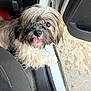 dog, pet, car, open_door, tongue_out, fluffy, shaggy, animal, cute, playful, brown, white, fur, canine, portrait, looking_up, seat, vehicle, happy, companion