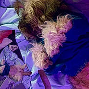 Boogie joined the competition — help win amazing prizes! dog, pet, fluffy, bed, blanket, blue, purple, cozy, indoor, resting, sleeping, animal, fur, cute, small_dog, soft_lighting, textile, relaxation, companion, domestic