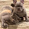 Loki is registered to the contest to win money with this photo: cat, dog, french_bulldog, sleeping_cat, puppy, pet, floor, wooden_floor, animal, companions, cute, furry, ears, whiskers, resting, indoor, closeup, friendship, adorable, mammal