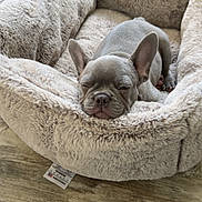 Loki joined the competition — help win amazing prizes! dog, puppy, french_bulldog, sleeping, pet_bed, plush, cozy, indoor, wooden_floor, relaxed, cute, animal, canine, bed, snout, ears, small_dog, resting, fur, domestic_animal