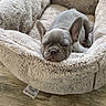 dog, puppy, french_bulldog, sleeping, pet_bed, plush, cozy, indoor, wooden_floor, relaxed, cute, animal, canine, bed, snout, ears, small_dog, resting, fur, domestic_animal