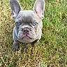 Loki is registered to the contest to win money with this photo: french_bulldog, puppy, dog, blue_eyes, grass, outdoor, pet, animal, cute, ears, small_dog, looking_up, young_dog, canine, nature, adorable, fur, mammal, portrait, sitting