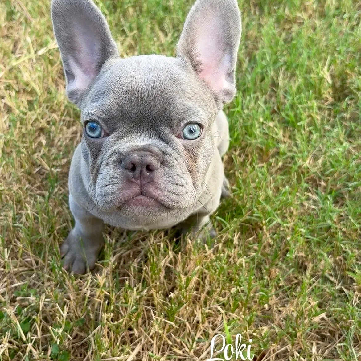 Loki