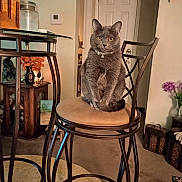 Gabby joined the competition — help win amazing prizes! cat, gray_cat, pet, sitting, stool, chair, metal_frame, cushion, living_room, furniture, table, vase, flowers, painting, door, carpet, collar, bell, yellow_eyes, portrait