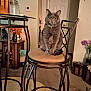 cat, gray_cat, pet, sitting, stool, chair, metal_frame, cushion, living_room, furniture, table, vase, flowers, painting, door, carpet, collar, bell, yellow_eyes, portrait