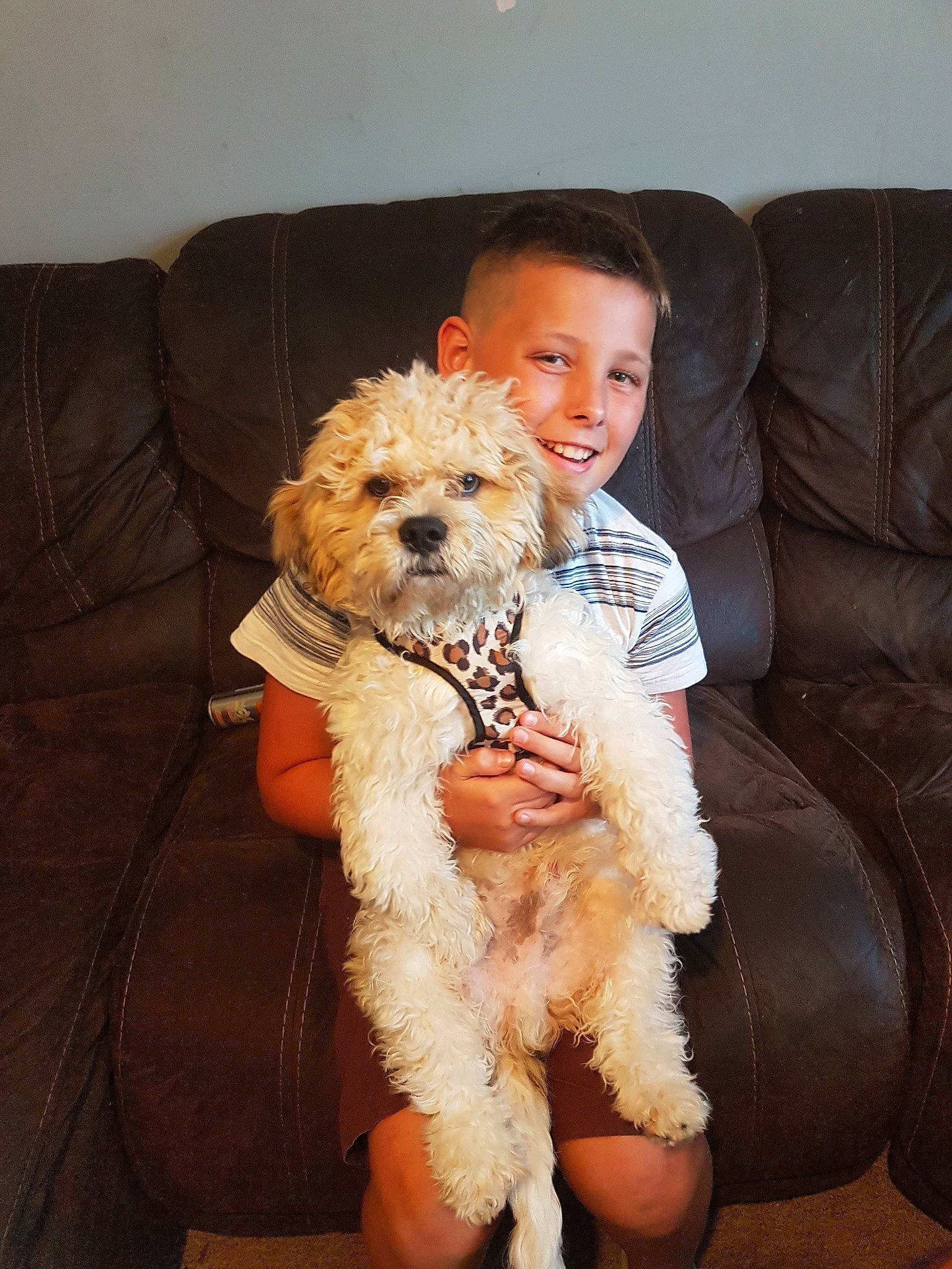Kooper joined the competition — help win amazing prizes! canidae, carnivore, cavachon, cavapoo, cockapoo, companion_dog, dog, dog_breed, goldendoodle, labradoodle, maltepoo, mammal, miniature_poodle, poodle, poodle_crossbreed, puppy_love, schnoodle, sporting_group, toy_poodle, vertebrate