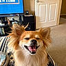 Zena joined the competition — help win amazing prizes! blanket, carpet, close_up, couch, decor, dog, door, ears, fluffy, fur, happy, home, indoor, living_room, mouth_open, pet, shelf, smiling, television, tongue