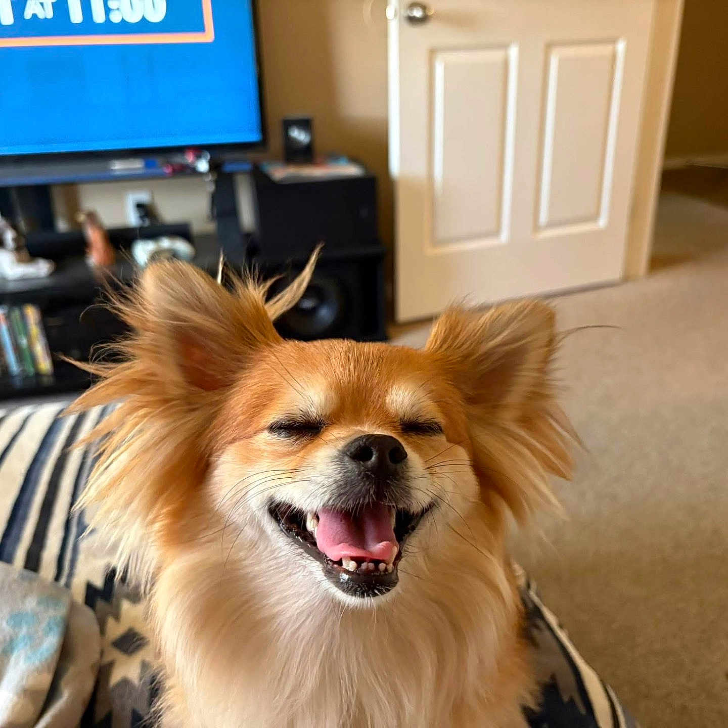 Zena joined the competition — help win amazing prizes! blanket, carpet, close_up, couch, decor, dog, door, ears, fluffy, fur, happy, home, indoor, living_room, mouth_open, pet, shelf, smiling, television, tongue