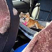 Zena joined the competition — help win amazing prizes! backseat, canine, car_interior, cozy, dog, domestic_animal, furry_pet, happy_dog, leather_seat, pet_bed, pink_harness, relaxed, seatbelt, small_dog, smiling_dog, striped_bed, sunlight, transportation, vehicle, window