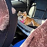 backseat, canine, car_interior, cozy, dog, domestic_animal, furry_pet, happy_dog, leather_seat, pet_bed, pink_harness, relaxed, seatbelt, small_dog, smiling_dog, striped_bed, sunlight, transportation, vehicle, window