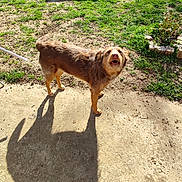 Tina a rejoint le concours — aidez-le/la à gagner de superbes lots ! dog, brown_dog, outdoor, grass, shadow, sunlight, concrete, dirt, garden, flower_bed, pet, animal, canine, looking_up, standing, daylight, nature, yard, mammal, fur