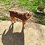 dog, brown_dog, outdoor, grass, shadow, sunlight, concrete, dirt, garden, flower_bed, pet, animal, canine, looking_up, standing, daylight, nature, yard, mammal, fur