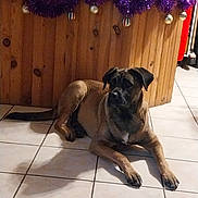 Gaia participe au concours pour gagner de l'argent avec cette photo : dog, brown_dog, lying_down, indoor, tiled_floor, wood_paneling, decorations, purple_tinsel, ornaments, shadow, calm, pet, animal, floor_tiles, household, quiet, resting, canine, domestic, companion
