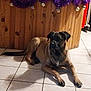 dog, brown_dog, lying_down, indoor, tiled_floor, wood_paneling, decorations, purple_tinsel, ornaments, shadow, calm, pet, animal, floor_tiles, household, quiet, resting, canine, domestic, companion