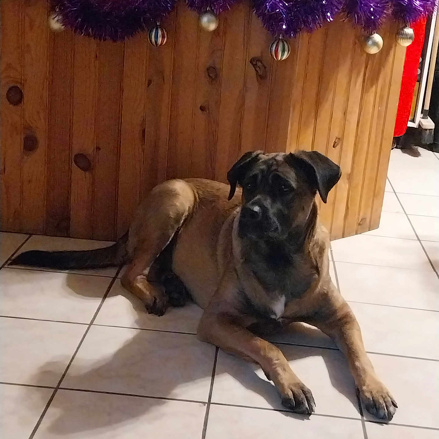 Gaia participe au concours pour gagner de l'argent avec cette photo : animal, brown_dog, calm, canine, companion, decorations, dog, domestic, floor_tiles, household, indoor, lying_down, ornaments, pet, purple_tinsel, quiet, resting, shadow, tiled_floor, wood_paneling