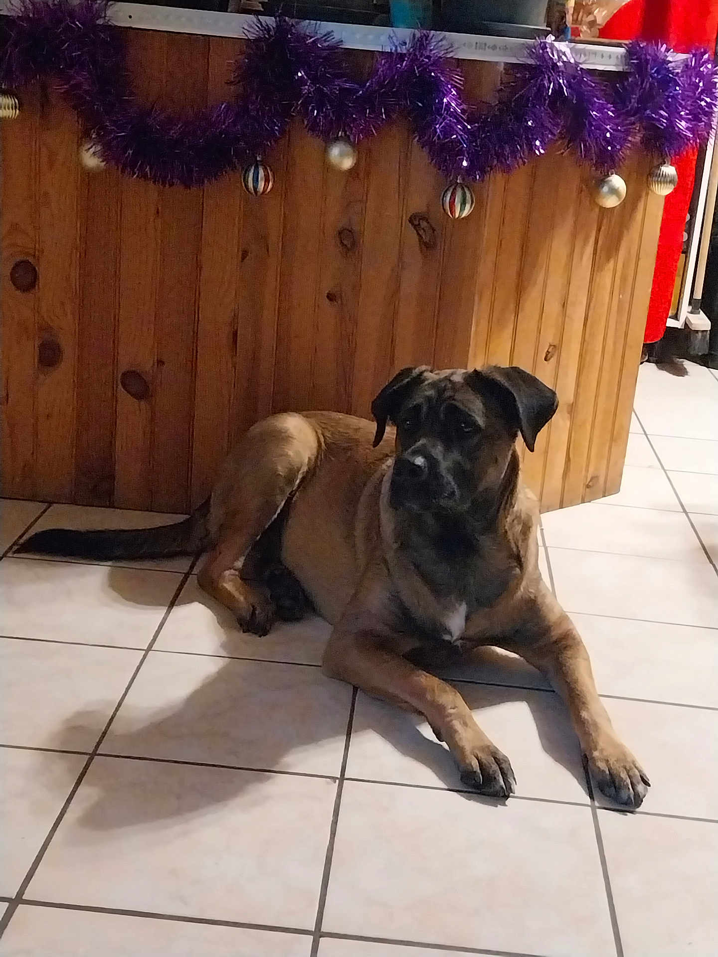 Gaia participe au concours pour gagner de l'argent avec cette photo : dog, brown_dog, lying_down, indoor, tiled_floor, wood_paneling, decorations, purple_tinsel, ornaments, shadow, calm, pet, animal, floor_tiles, household, quiet, resting, canine, domestic, companion