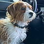 dog, pet, car_interior, steering_wheel, gear_shift, seat, window, fur, collar, brown, white, curious, looking, animal, vehicle, dashboard, leather_seat, side_mirror, closeup, indoors