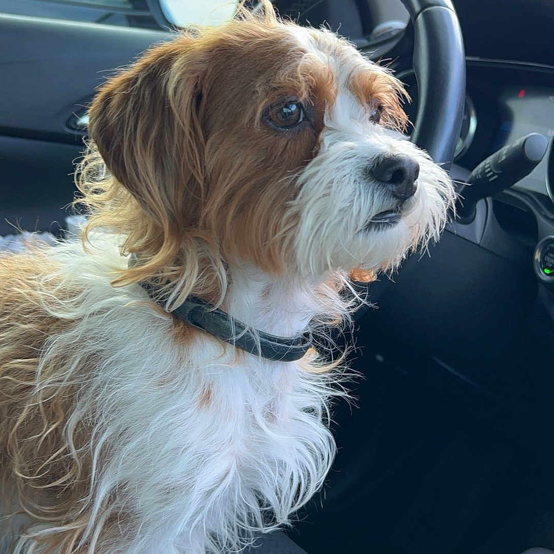 Swirley joined the competition — help win amazing prizes! animal, brown, car_interior, closeup, collar, curious, dashboard, dog, fur, gear_shift, indoors, leather_seat, looking, pet, seat, side_mirror, steering_wheel, vehicle, white, window