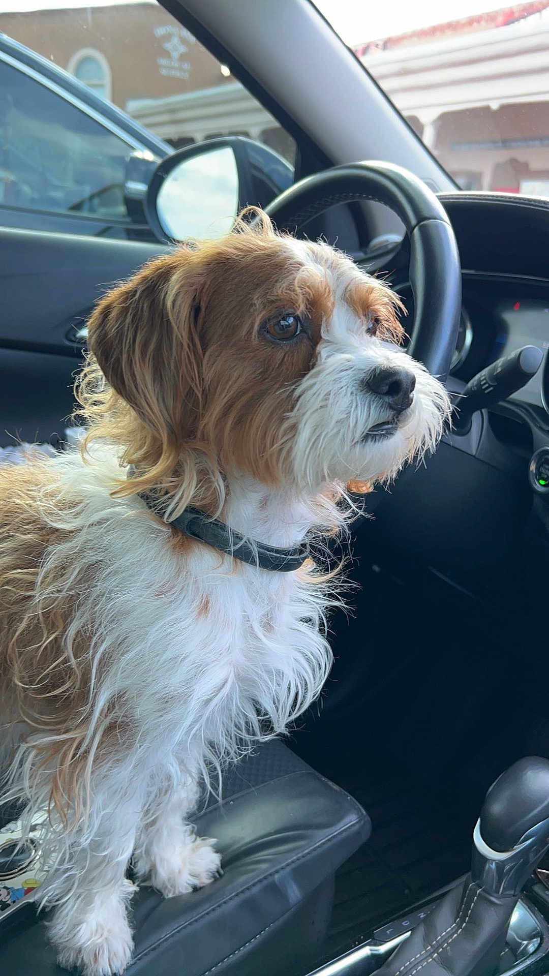 Swirley joined the competition — help win amazing prizes! dog, pet, car_interior, steering_wheel, gear_shift, seat, window, fur, collar, brown, white, curious, looking, animal, vehicle, dashboard, leather_seat, side_mirror, closeup, indoors