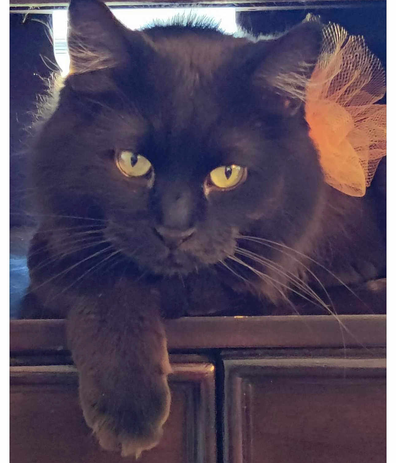 Olaf joined the competition — help win amazing prizes! animal, black_cat, bow, cat, close_up, cute, fur, furniture, indoor, looking, mammal, netting, paw, pet, portrait, relaxed, resting, whiskers, wood, yellow_eyes