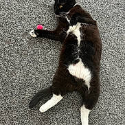 Guppy is registered to the contest to win money with this photo: cat, black_and_white_cat, pet, animal, carpet, toy, pink_pom_pom, playful, stretching, fur, whiskers, indoor, cute, relaxed, paw, tail, alert, lying_down, domestic_cat, feline