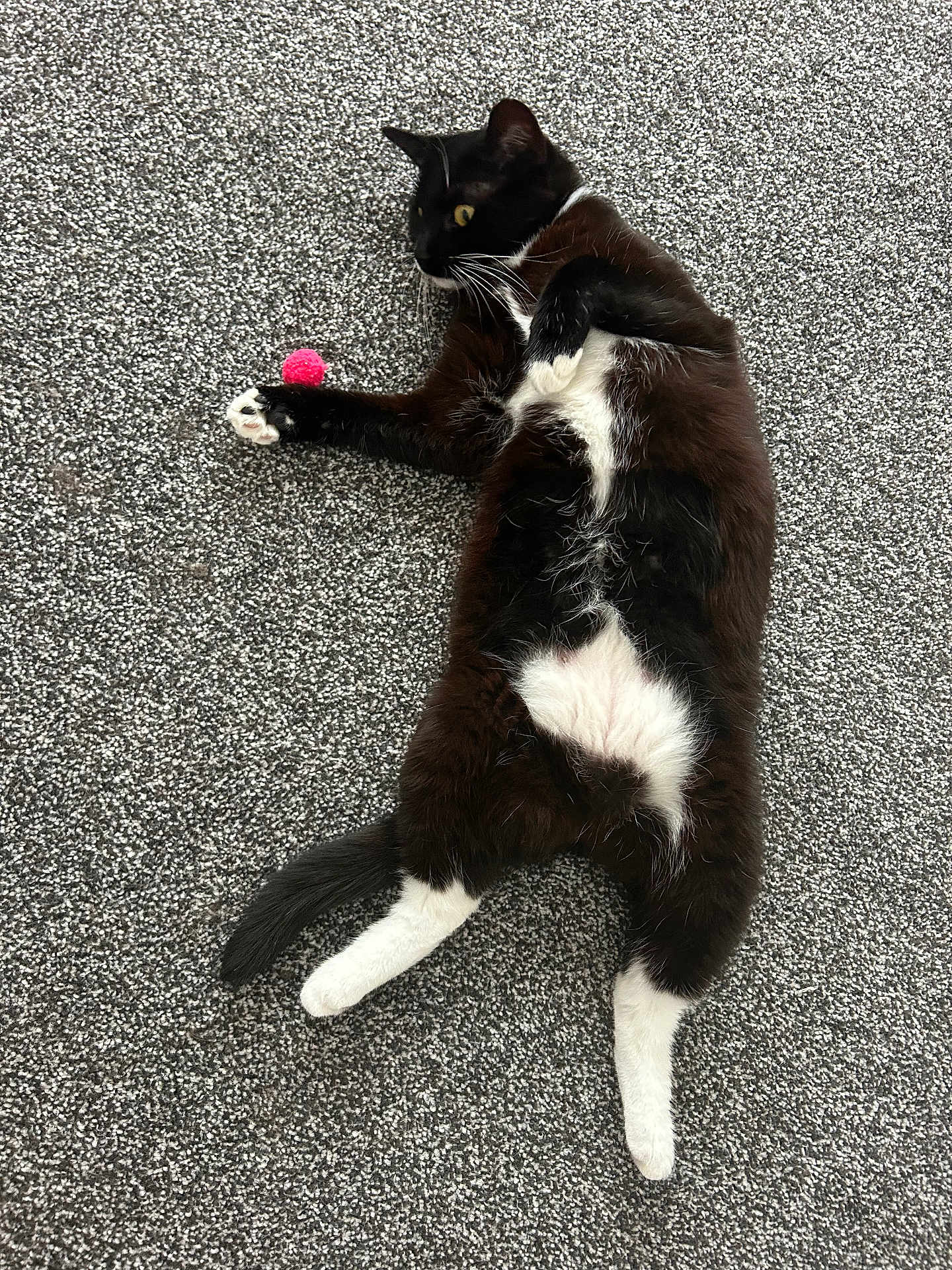 Guppy is registered to the contest to win money with this photo: cat, black_and_white_cat, pet, animal, carpet, toy, pink_pom_pom, playful, stretching, fur, whiskers, indoor, cute, relaxed, paw, tail, alert, lying_down, domestic_cat, feline