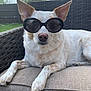 accessories, animal, brick, canine, cat, chair, couch, cushion, dog, face, furniture, glasses, head, person, pet, photography, portrait, puppy, sunglasses, whitedog