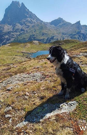 Heliot a rejoint le concours — aidez-le/la à gagner de superbes lots ! border_collie, carnivore, companion_dog, dog, dog_breed, grass, grassland, herding_dog, hill, landscape, mountain, mountain_range, natural_landscape, plant, plateau, ridge, sky, snout, water, working_animal