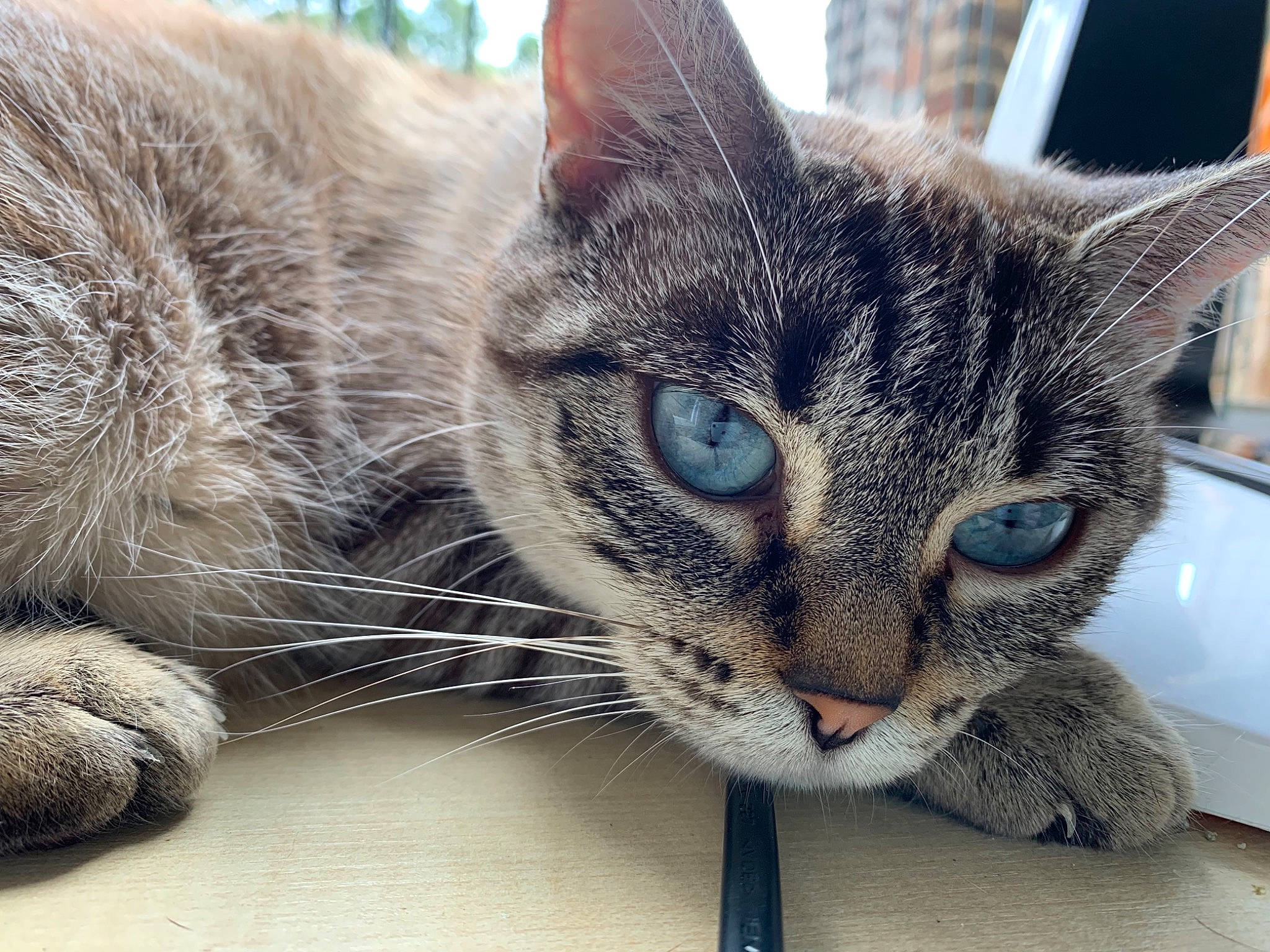 Ada a rejoint le concours — aidez-le/la à gagner de superbes lots ! carnivore, cat, cat_furniture, cat_supply, claw, close_up, comfort, domestic_short_haired_cat, door, felidae, fur, grey, paw, small_to_medium_sized_cats, snout, tail, terrestrial_animal, whiskers, wildlife, window