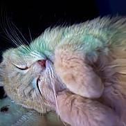 Goliath joined the competition — help win amazing prizes! cat, sleeping, fluffy, fur, closeup, cozy, pet, animal, whiskers, paw, relaxed, domestic_cat, cute, resting, soft, indoor, feline, mammal, peaceful, nap