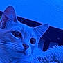 cat, white_cat, close_up, fluffy, blanket, indoor, pet, feline, whiskers, ears, nose, curious, resting, portrait, animal, cute, soft, cozy, blue_light, fur