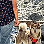 Loba is registered to the contest to win money with this photo: dog, animal, outdoor, rocks, water, person, harness, fur, nature, stream, standing, canine, tail, walking, summer, casual_clothing, pet, daylight, alert, brown_and_white