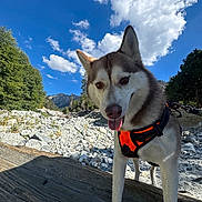 Loba is registered to the contest to win money with this photo: dog, husky, animal, pet, outdoor, nature, mountain, sky, clouds, rocky, wood, harness, canine, tongue_out, daylight, forest, trees, happy, curious, landscape