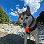 dog, husky, animal, pet, outdoor, nature, mountain, sky, clouds, rocky, wood, harness, canine, tongue_out, daylight, forest, trees, happy, curious, landscape