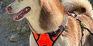 Loba is registered to the contest to win money with this photo: dog, husky, animal, pet, outdoor, nature, rocks, harness, canine, fur, tail, tongue, ears, alert, sunlight, trees, walking, leash, mammal, portrait