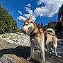 Loba joined the competition — help win amazing prizes! dog, husky, outdoor, blue_sky, clouds, trees, mountains, rocky_ground, log, harness, leash, canine, pet, nature, sunny, animal, walking, person_partial, daytime, landscape