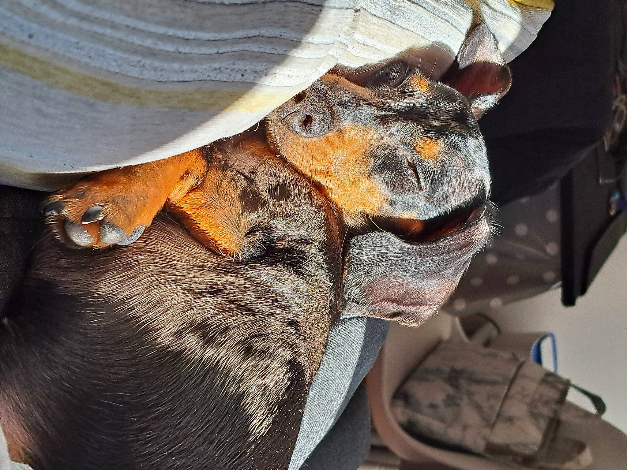 Darcy joined the competition — help win amazing prizes! auto_part, automotive_wheel_system, canidae, carnivore, dog_breed, eye, fawn, fish, fur, glove, hat, jaw, safety_glove, snout, sporting_group, terrestrial_animal, whiskers, wildlife, wood, working_animal