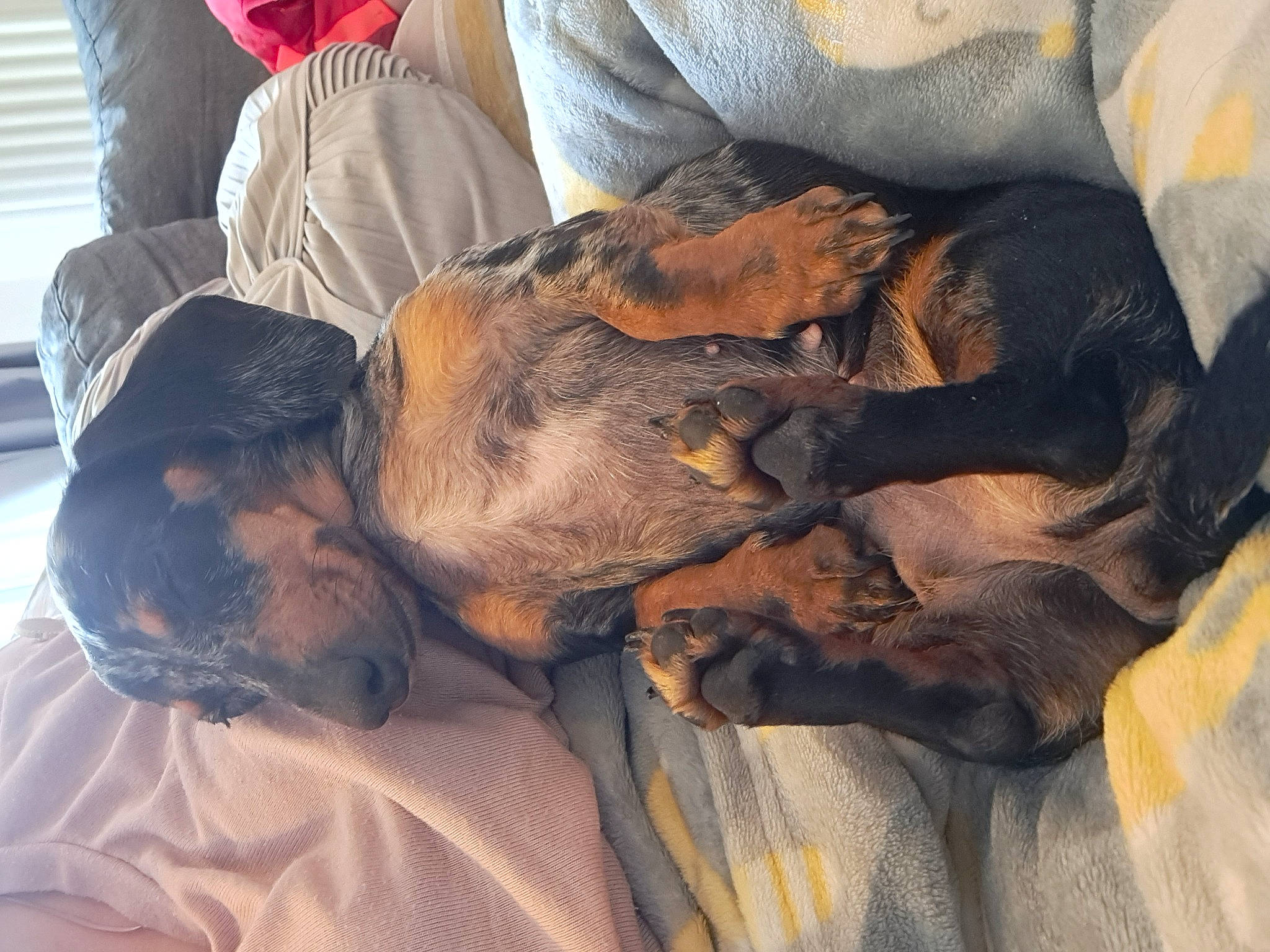 Darcy is registered to the contest to win money with this photo: canidae, carnivore, comfort, companion_dog, dog, dog_breed, ear, fawn, felidae, fur, guard_dog, hat, lap, linens, mammal, nap, sitting, snout, sporting_group, working_animal