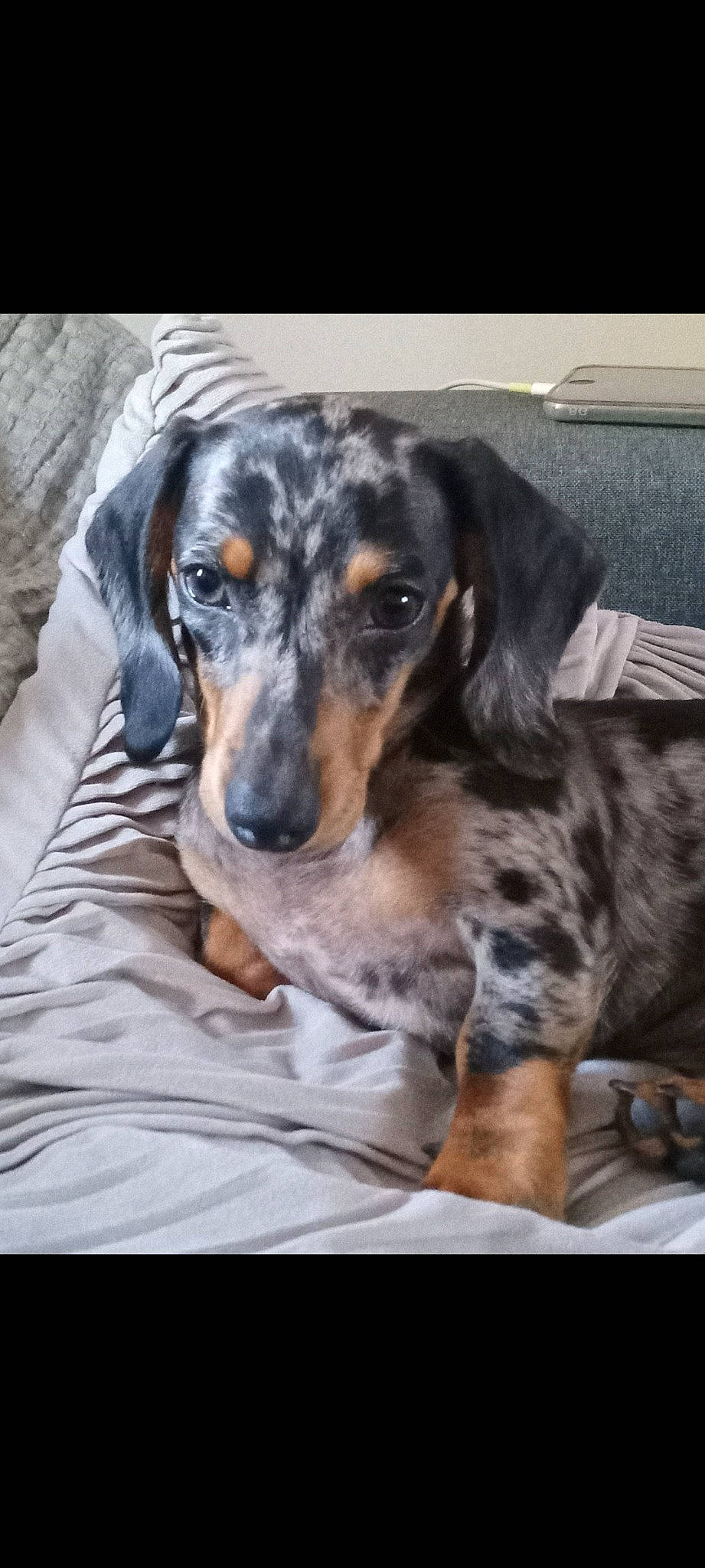 Darcy joined the competition — help win amazing prizes! canidae, carnivore, comfort, companion_dog, dog, dog_breed, ear, fur, guard_dog, hunting_dog, puppy, snout, sporting_group, whiskers, working_animal, working_dog