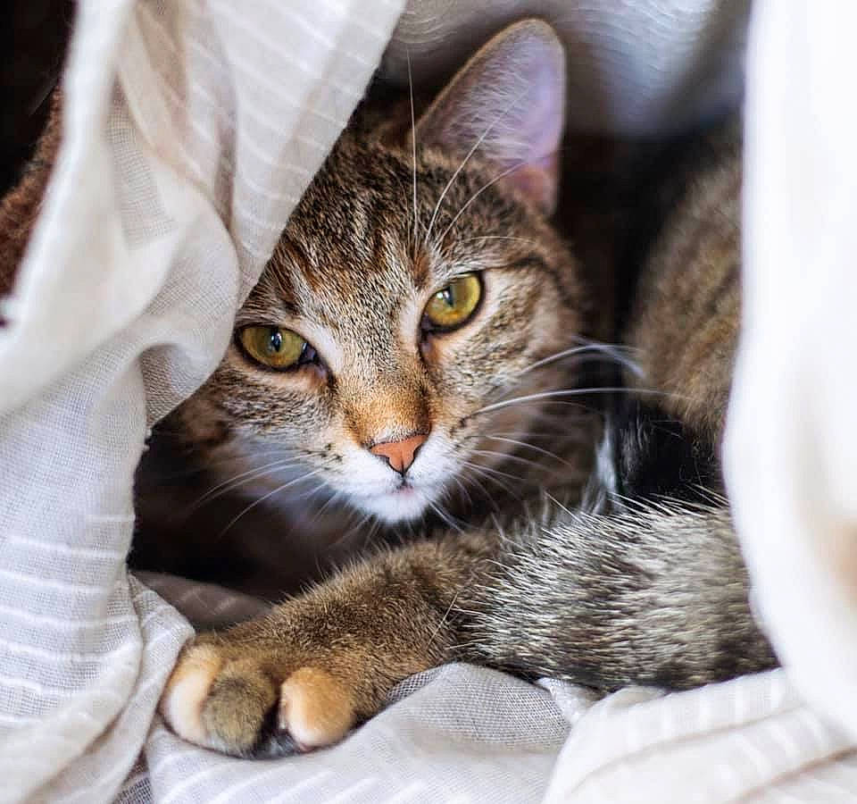 Cleo joined the competition — help win amazing prizes! aegean_cat, american_shorthair, american_wirehair, asian, australian_mist, carnivore, cat, domestic_short_haired_cat, dragon_li, european_shorthair, eye, felidae, fur, kitten, mammal, pixie_bob, small_to_medium_sized_cats, snout, tabby_cat, whiskers