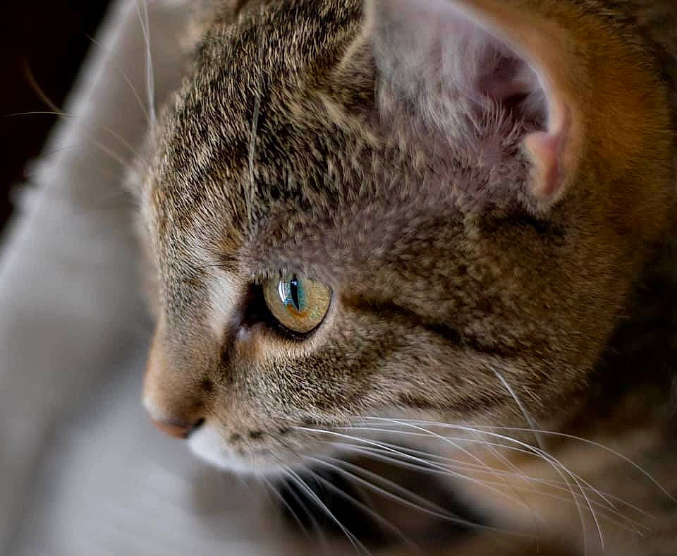 Cleo is registered to the contest to win money with this photo: aegean_cat, american_shorthair, asian, australian_mist, carnivore, cat, close_up, domestic_short_haired_cat, dragon_li, european_shorthair, eye, felidae, fur, mammal, nose, small_to_medium_sized_cats, snout, tabby_cat, whiskers, wild_cat