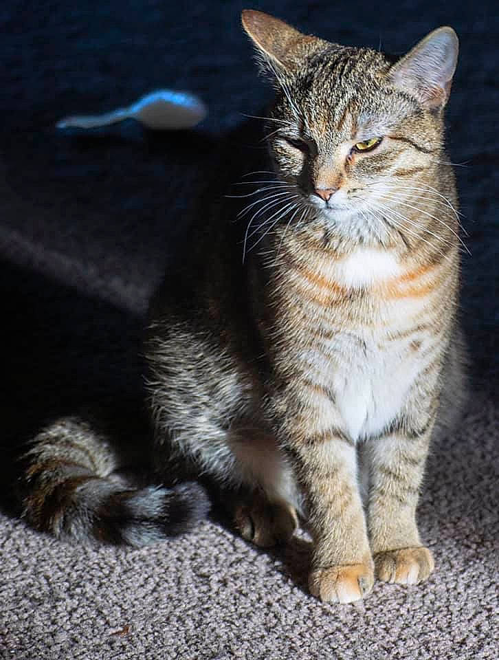 Cleo is registered to the contest to win money with this photo: aegean_cat, american_wirehair, asian, carnivore, cat, claw, domestic_short_haired_cat, dragon_li, european_shorthair, felidae, fur, kitten, mammal, paw, polydactyl_cat, small_to_medium_sized_cats, snout, tabby_cat, vertebrate, whiskers